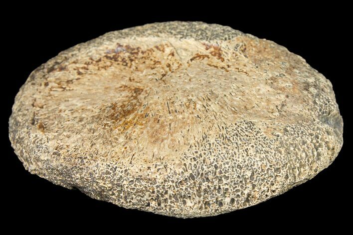 Fossil Hadrosaur Phalange - Alberta (Disposition #-) #134487